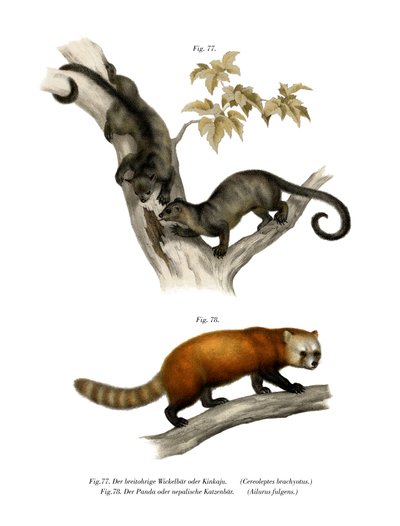Kinkajou by German School